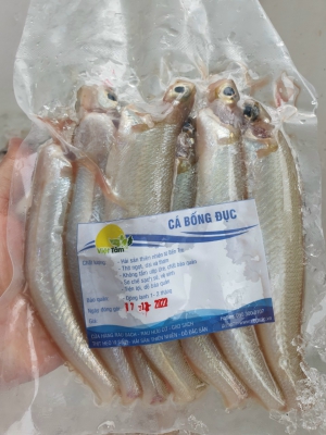 Cá Bống Đục - Thiên Nhiên